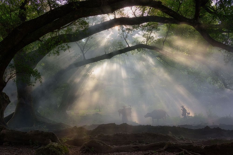 Picture of A FOGGY MORNING