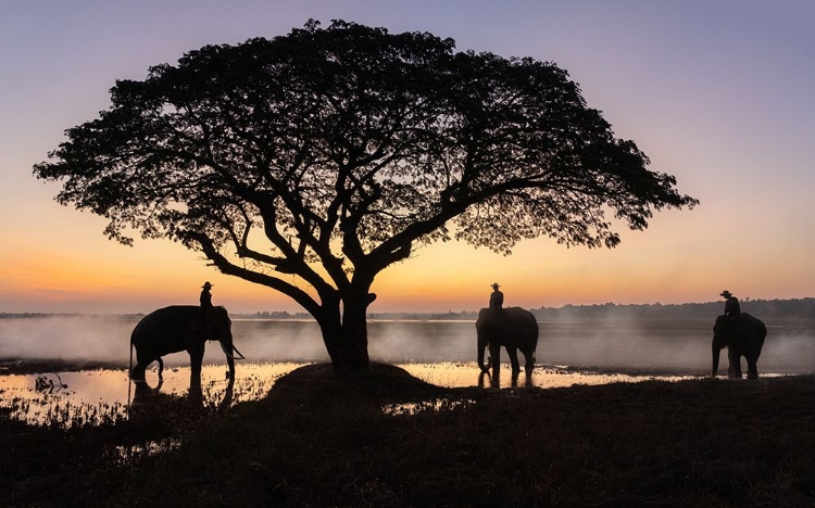 Picture of ELEPHANTS OF SURIN