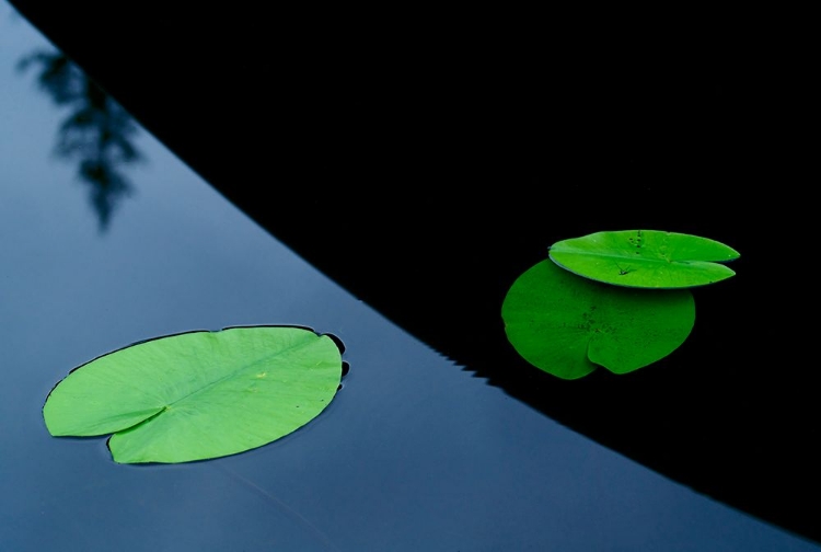 Picture of IN THE SHADE OFF A BOAT.