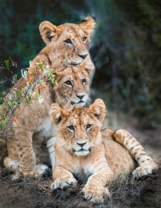 Picture of LION CUBS