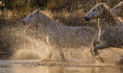 Picture of CAMARGUE HORSES