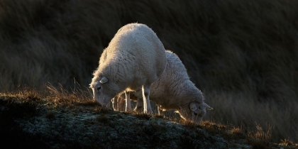 Picture of SHEEP HAVING BREAKFAST IN THE FIRST SUNLIGHT