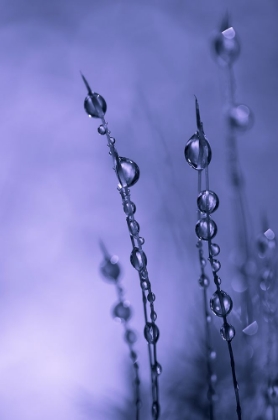 Picture of DROPS OF SILVER