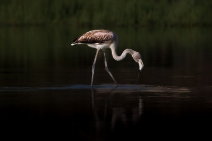 Picture of GREATER FLAMINGO