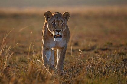 Picture of LIONESS ON THE PROWL