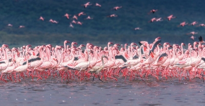 Picture of THE PINK PARADE