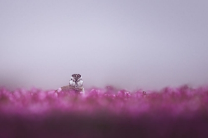 Picture of DOTTEREL