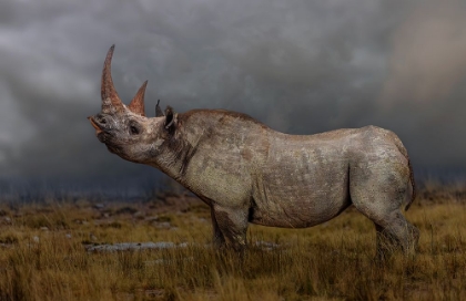 Picture of BLACK RHINO