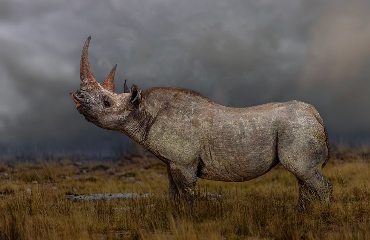 Picture of BLACK RHINO