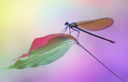 Picture of CALOPTERYX SPLENDENS