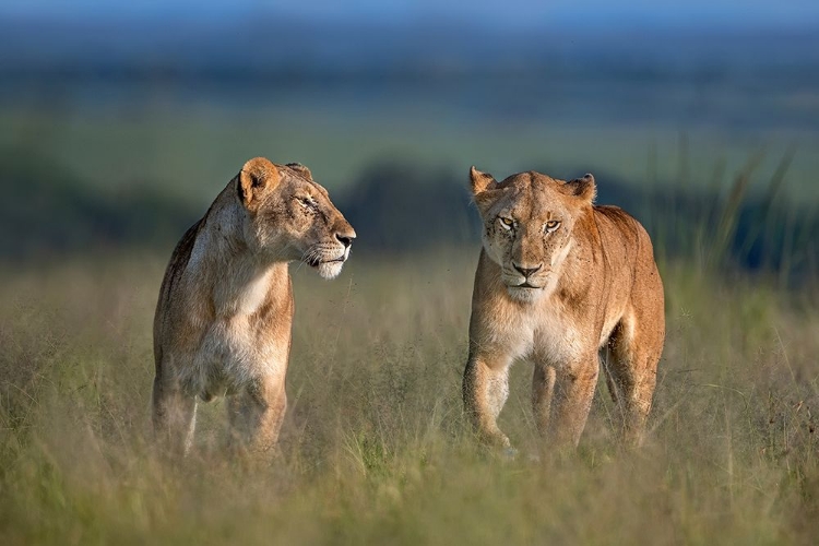 Picture of SISTERS FOR EVER