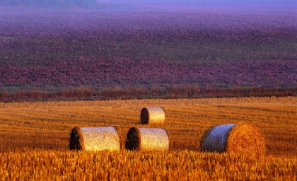 Picture of FARMERS FIELD