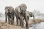 Picture of FOUR ELEPHANTS