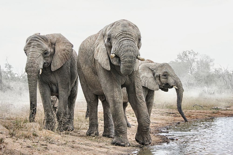 Picture of FOUR ELEPHANTS