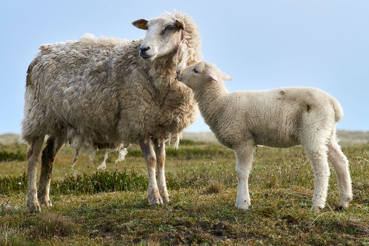 Picture of HELLO MUM - LAMB WITH EWE