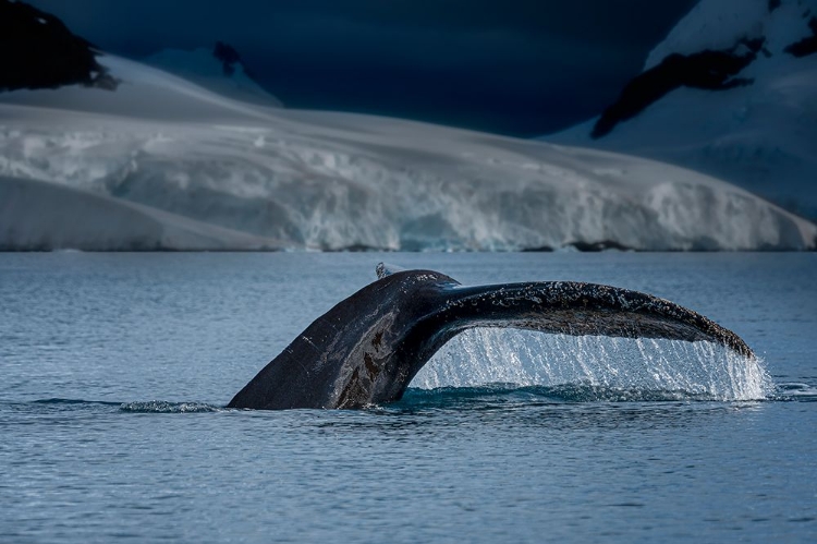 Picture of A WHALE IN ANTARCTICA