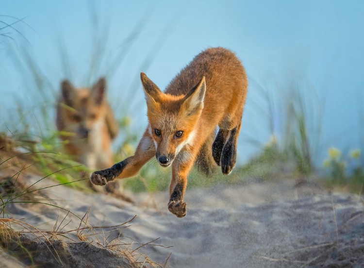 Picture of PLAYFUL BEACH BOY