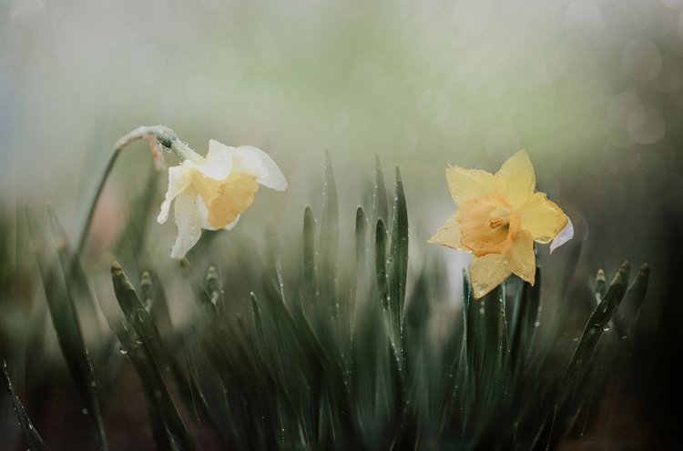 Picture of NARCISSUSS IN RAIN