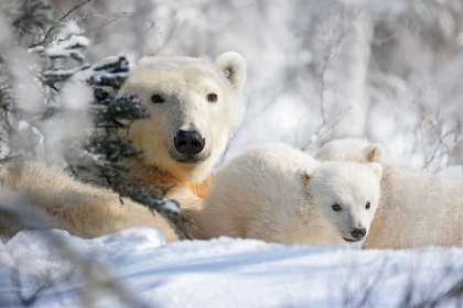 Picture of MOM AND CUBS