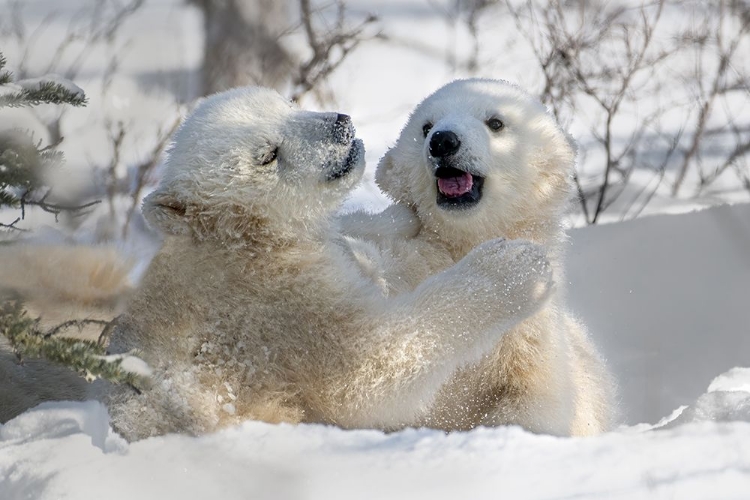 Picture of PLAYFUL SIBLING