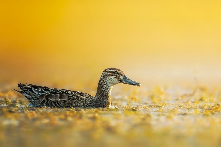 Picture of GARGANEY