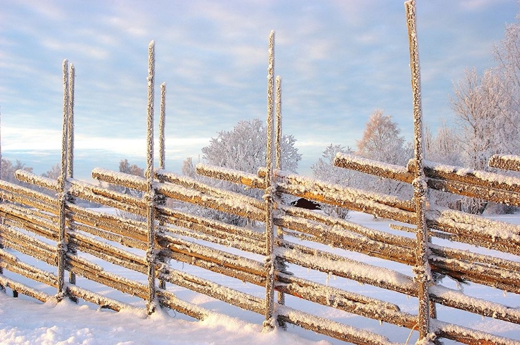 Picture of COLD WINTER MORNING