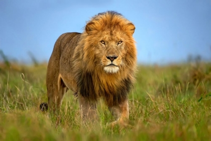 Picture of LION PATROL