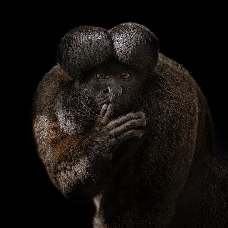 Picture of RED-BACKED BEARDED SAKI PORTRAIT - CHIROPOTES CHIROPOTES