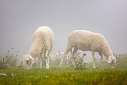 Picture of SHEEPS IN THE MIST