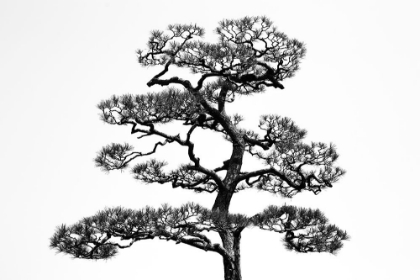 Picture of JAPANESE PINE