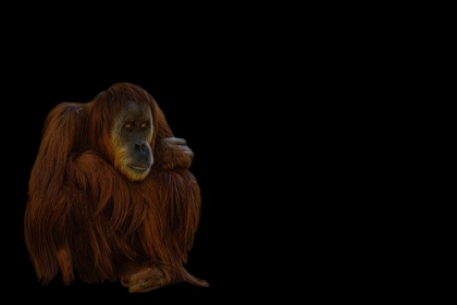 Picture of ORANG-UTAN