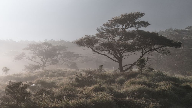 Picture of HILL OF PINE TREES