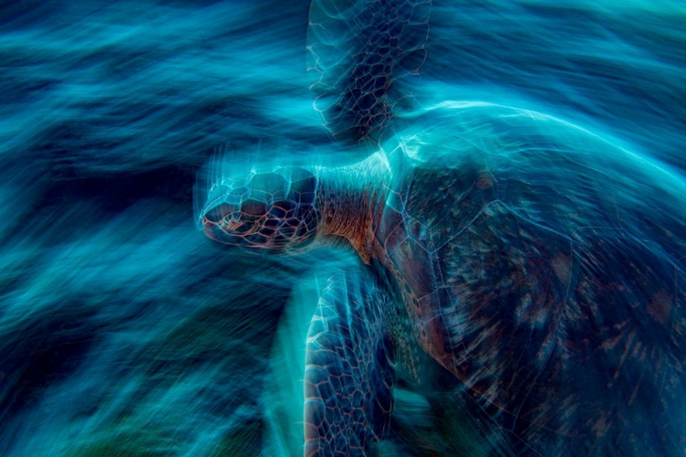 Picture of THE GHOST TURTLE