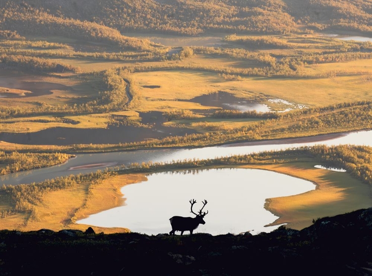 Picture of REINDEER IN SWEDISH LANDSCAPE