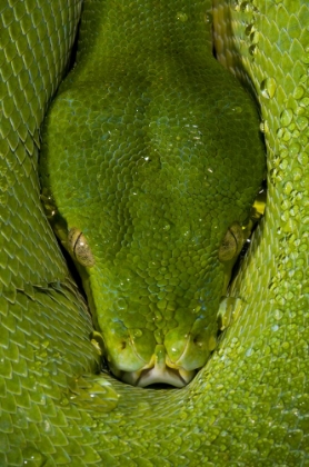 Picture of MORELIA VIRIDIS - GREEN TREE PYTHON