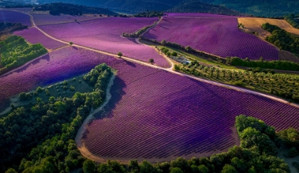 Picture of PROVENCE ULTRA PURPLE