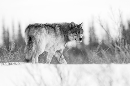 Picture of A GREY WOLF