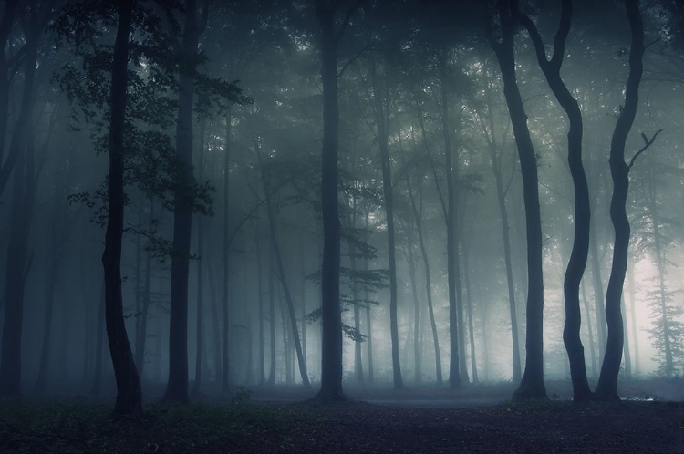 Picture of MYSTERIOUS FOREST