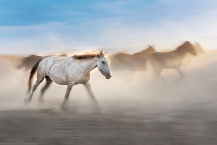 Picture of WHITE HORSE