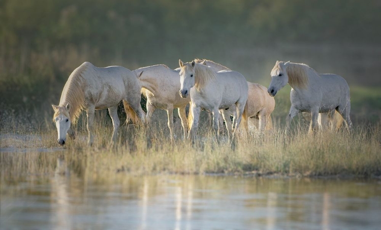 Picture of CAMARGUE HORSES