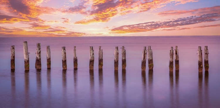 Picture of CAPE PILINGS IN PURPLE