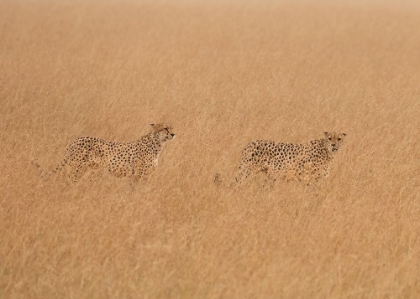 Picture of CHEETAHS LOOKING FOR PREY