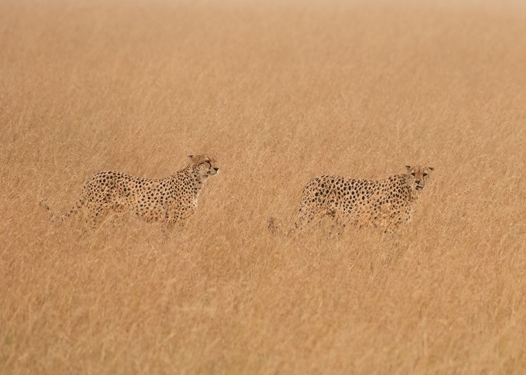 Picture of CHEETAHS LOOKING FOR PREY