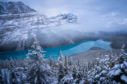 Picture of WINTER PEYTO LAKE