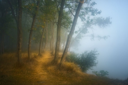 Picture of FOGGY MORNING ON DANUBE