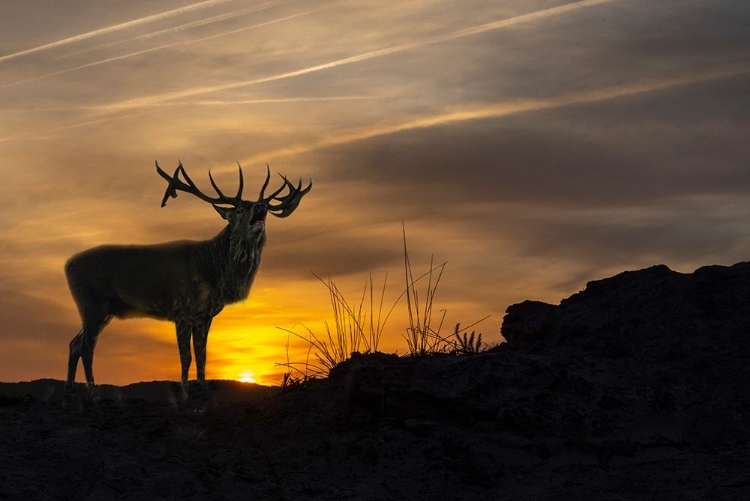 Picture of GREETING THE SUN