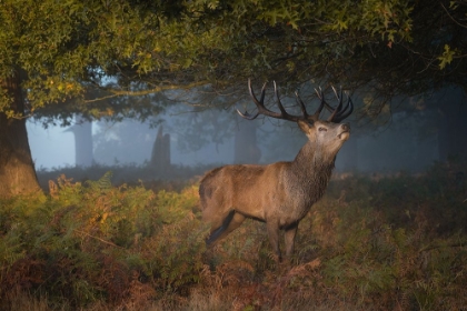 Picture of AUTUMN CALLING