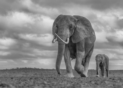 Picture of MOTHER AND BABY