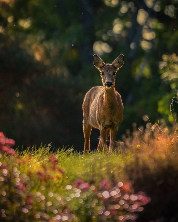 Picture of HELLO DEER