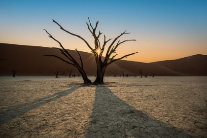 Picture of DOT OF SOSSUSVLEI